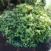 Japanese Gold Dust Aucuba Shrub -Garden Plant Store Aucuba Japonica Gold Dust 600x600 5fbb13f8 57d7 41a4 8038 4f2d1c089017