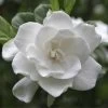 August Beauty Gardenia Shrub -Garden Plant Store August Beauty Gardenia 2 FGT