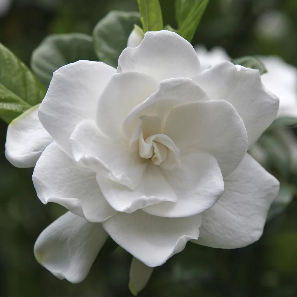 August Beauty Gardenia Shrub 3 August Beauty Gardenia Shrub
