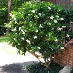 August Beauty Gardenia Shrub 11 August Beauty Gardenia Shrub -Garden Plant Store August Beauty Gardenia 3 FGT