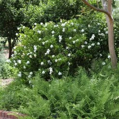 August Beauty Gardenia Shrub 10 August Beauty Gardenia Shrub -Garden Plant Store August Beauty Gardenia 4 FGT