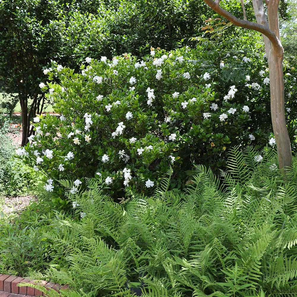 August Beauty Gardenia Shrub 6 August Beauty Gardenia Shrub - Image 4