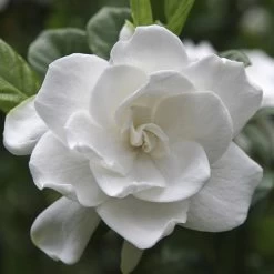 August Beauty Gardenia Shrub 9 August Beauty Gardenia Shrub -Garden Plant Store August Beauty Gardenia FGT 600x600 bef31f7d 4b59 484e a528 14d16f570e49
