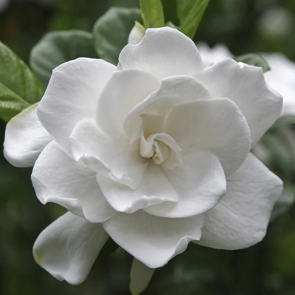 August Beauty Gardenia Shrub 5 August Beauty Gardenia Shrub - Image 3