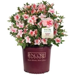 Autumn Belle® Encore® Azalea Shrub -Garden Plant Store Autumn Belle Encore Azalea 1