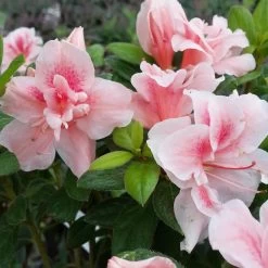 Autumn Belle® Encore® Azalea Shrub -Garden Plant Store Autumn Belle Encore Azalea FGT 3