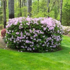 Autumn Belle® Encore® Azalea Shrub -Garden Plant Store Autumn Belle Encore Azalea FGT 5