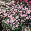 Autumn Belle® Encore® Azalea Shrub -Garden Plant Store Autumn Belle Encore Azalea FGT 600x600 8435cc12 e68b 418c aa4f a4f832ab1249