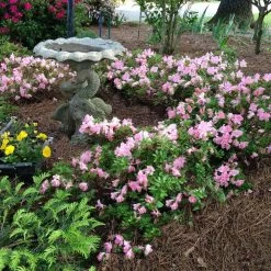 Autumn Debutante® Encore® Azalea 10 Autumn Debutante® Encore® Azalea -Garden Plant Store Autumn Debutante Encore 1