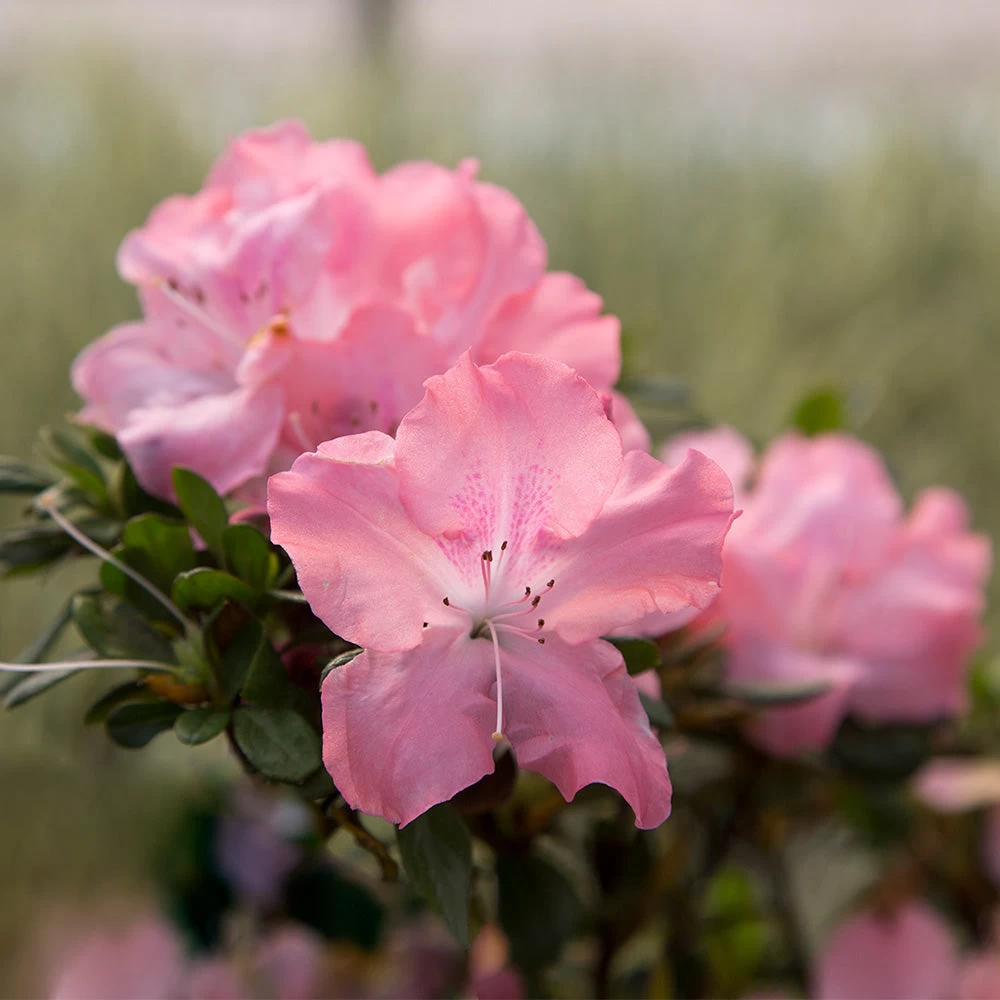 Autumn Debutante® Encore® Azalea 4 Autumn Debutante® Encore® Azalea - Image 2
