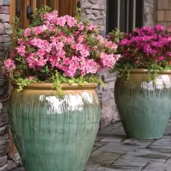 Autumn Debutante® Encore® Azalea 11 Autumn Debutante® Encore® Azalea -Garden Plant Store Autumn Debutante Encore 3