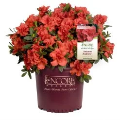 Autumn Embers® Encore® Azalea -Garden Plant Store Autumn Embers Azalea 1