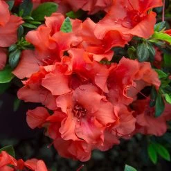 Autumn Embers® Encore® Azalea -Garden Plant Store Autumn Embers Azalea 5