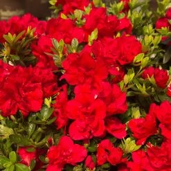 Autumn Bonfire® Encore® Azalea 8 Autumn Bonfire® Encore® Azalea -Garden Plant Store Autumn Encore Bonfire Azaleas 1