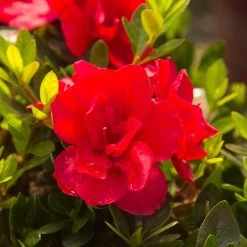 Autumn Bonfire® Encore® Azalea 9 Autumn Bonfire® Encore® Azalea -Garden Plant Store Autumn Encore Bonfire Azaleas 3
