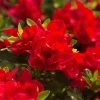 Autumn Bonfire® Encore® Azalea 1 Autumn Bonfire® Encore® Azalea -Garden Plant Store Autumn Encore Bonfire Azaleas FGT 600x600 147cd5f8 8f45 4bd9 8912 f2d9ab08b90f