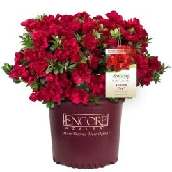 Autumn Fire® Encore® Azalea Shrub -Garden Plant Store Autumn Fire Encore Azalea 1