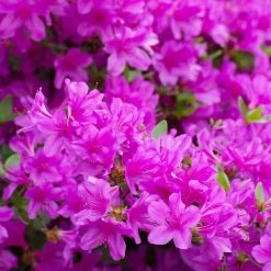 Autumn Royalty® Encore® Azalea -Garden Plant Store Autumn Royalty Encore Azalea 3 FGT