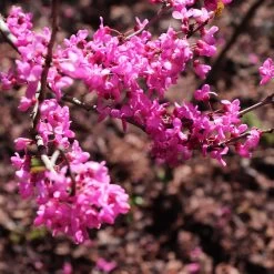 Avondale Redbud Tree -Garden Plant Store Avodale redbud 1