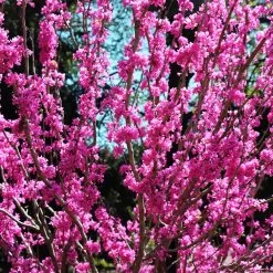 Avondale Redbud Tree -Garden Plant Store Avodale redbud 2