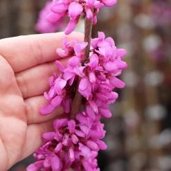 Avondale Redbud Tree -Garden Plant Store Avodale redbud 4