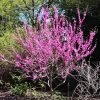Avondale Redbud Tree -Garden Plant Store Avodale redbud 600x600 9550c077 73be 4508 bea5 1dbcdac61e50