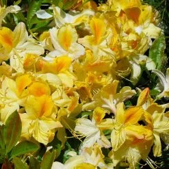Lemon Lights Azalea Shrub -Garden Plant Store Azalea Lemon lights 1