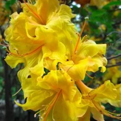 Lemon Lights Azalea Shrub -Garden Plant Store Azalea Lemon lights 2