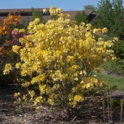 Lemon Lights Azalea Shrub