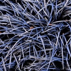 Black Mondo Grass 8 Black Mondo Grass -Garden Plant Store BLack Mondo Grass 1 FGT