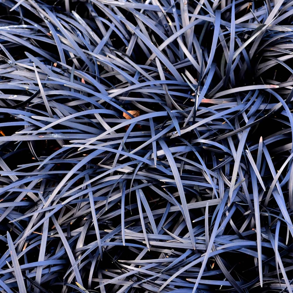 Black Mondo Grass 5 Black Mondo Grass - Image 3