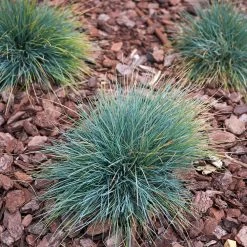 Blue Fescue Grass 8 Blue Fescue Grass -Garden Plant Store BLue Fescue Grass 3 FGT