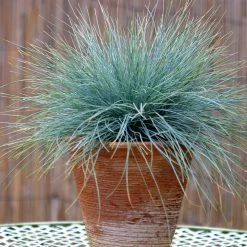 Blue Fescue Grass 9 Blue Fescue Grass -Garden Plant Store BLue Fescue Grass 5