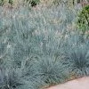 Blue Fescue Grass -Garden Plant Store BLue Fescue Grass FGT 600x600 832cd788 6bd8 4a89 976f 7165df671401