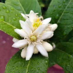 Buddha's Hand Citron -Garden Plant Store BUddhas Hand Citrus 4