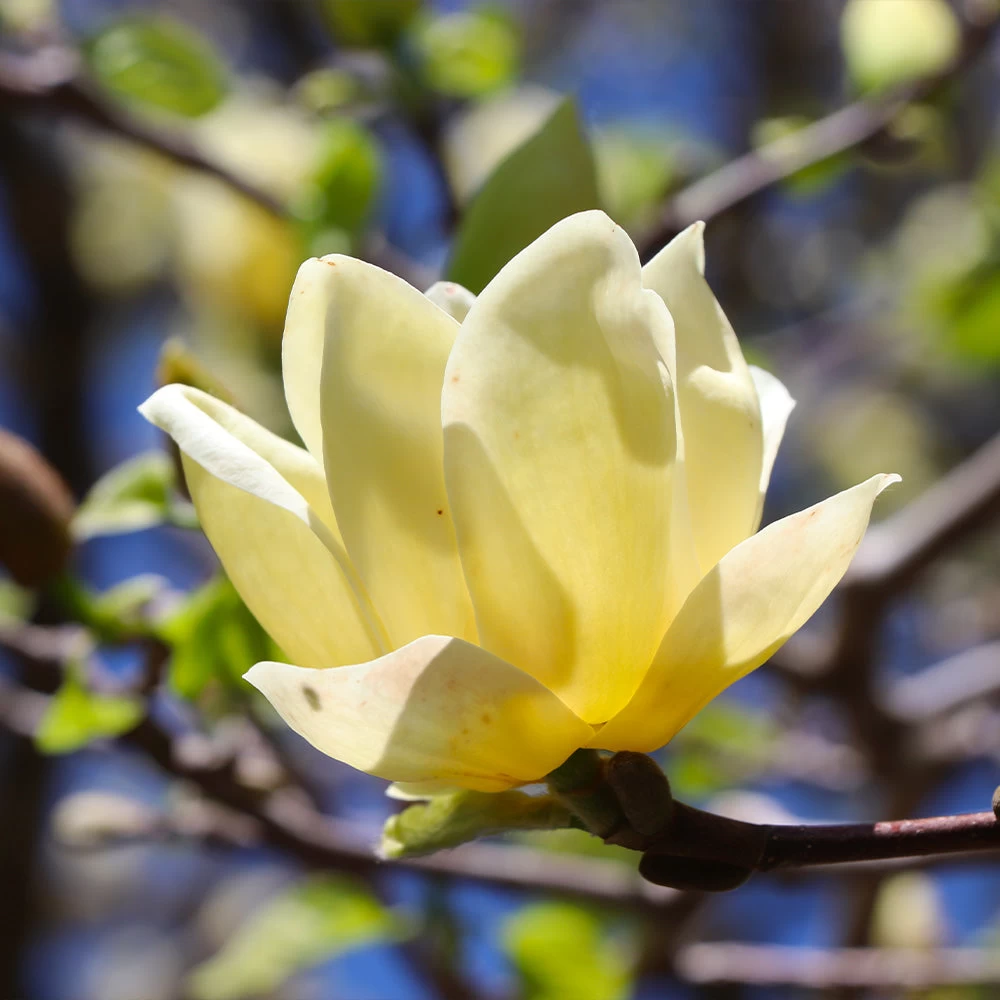 Magnolia 'Butterflies' Tree 6 Magnolia 'Butterflies' Tree - Image 4