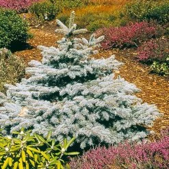 Baby Blue Spruce Tree 7 Baby Blue Spruce Tree -Garden Plant Store Baby Blue 2