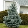 Baby Blue Spruce Tree -Garden Plant Store Baby Blue FGT 600x600 2439e39e 705a 45b7 bb21 b65718217949