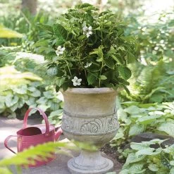 Bushel And Berry® Baby Cakes Blackberry® 11 Bushel And Berry® Baby Cakes Blackberry® -Garden Plant Store Baby Cakes Blackberry 1