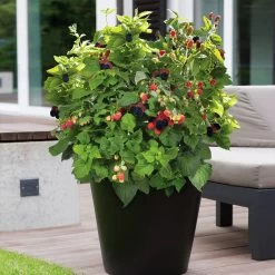 Garden Plant Store -Garden Plant Store Baby Cakes Blackberry 3