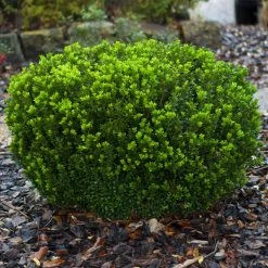 Baby Gem™ Boxwood Shrub -Garden Plant Store Baby Gem 1
