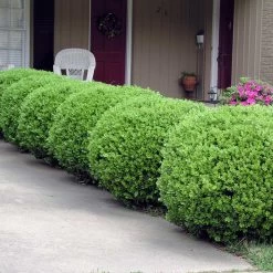 Baby Gem™ Boxwood Shrub -Garden Plant Store Baby Gem 2