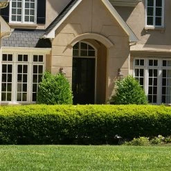 Baby Gem™ Boxwood Shrub -Garden Plant Store Baby Gem 4