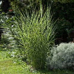 Miscanthus Bandwidth (Chinese Silver Grass) -Garden Plant Store Bandwidth Maiden Grass 1