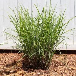 Miscanthus Bandwidth (Chinese Silver Grass) -Garden Plant Store Bandwidth Maiden Grass 4