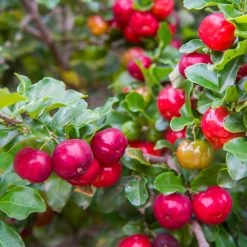 Barbados 'Acerola' Cherry -Garden Plant Store Barbadoes Cherry 2 FGT
