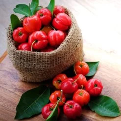 Barbados 'Acerola' Cherry -Garden Plant Store Barbadoes Cherry 4 FGT