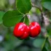 Barbados 'Acerola' Cherry -Garden Plant Store Barbadoes Cherry FGT 600x600 cf76202b 85ef 4c40 a429 78fce9170ef6