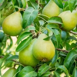 5-in-1 Pear Surprise Tree -Garden Plant Store Bartlett Pear 3 BB
