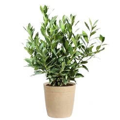 Bay Laurel 17 Bay Laurel -Garden Plant Store Bay Laurel 3G Delilah Tan pot